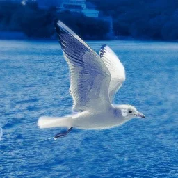 穂波晴野