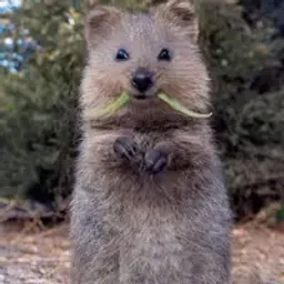 クォーカスパニエル
