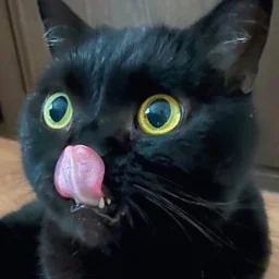 唐草ミチル